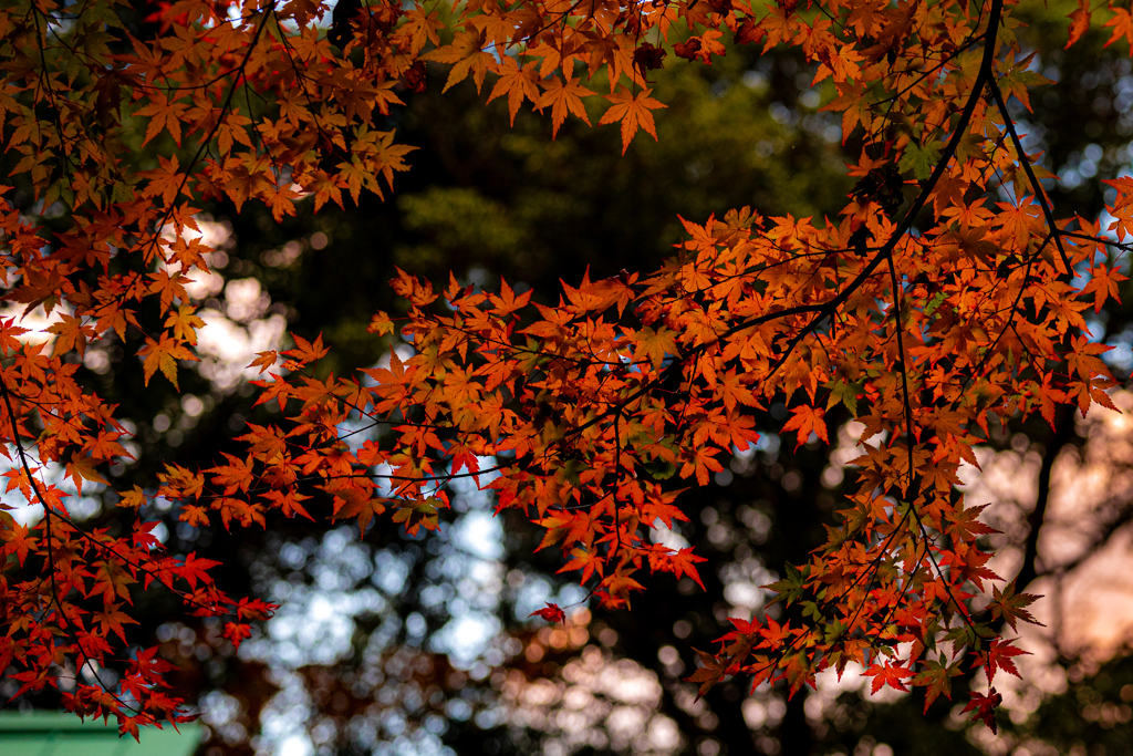 今年最後の紅葉