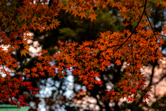 今年最後の紅葉