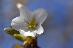 咲き始めた大島桜