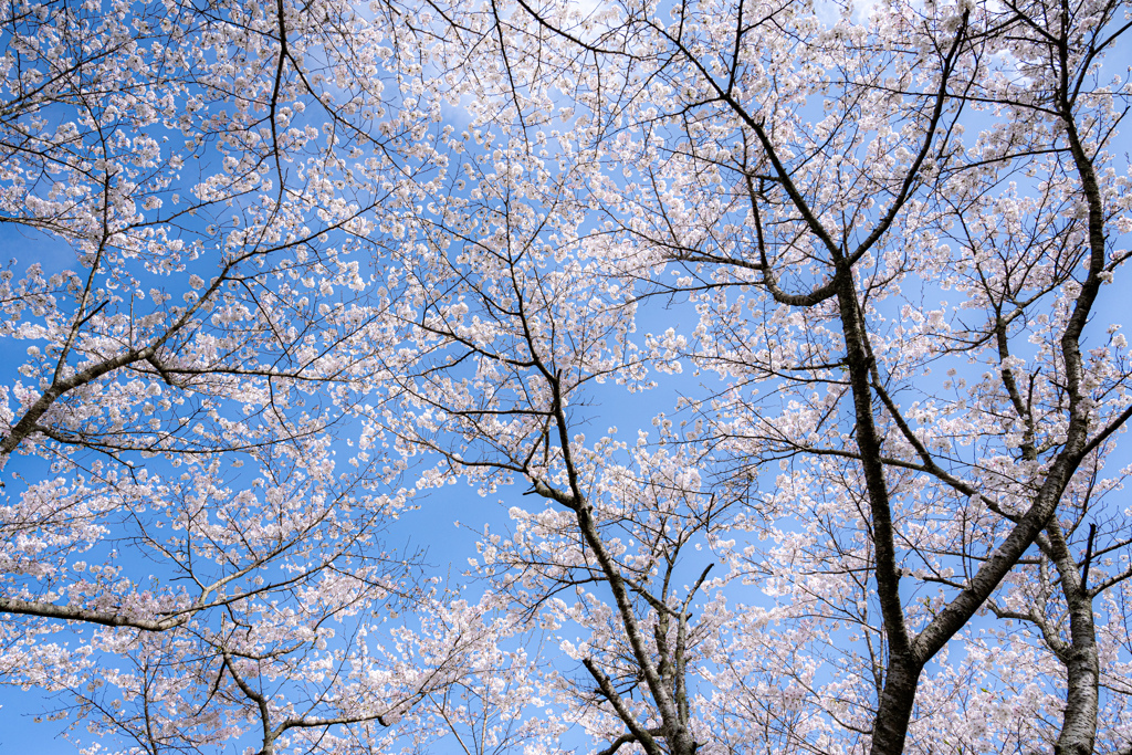 満天の桜