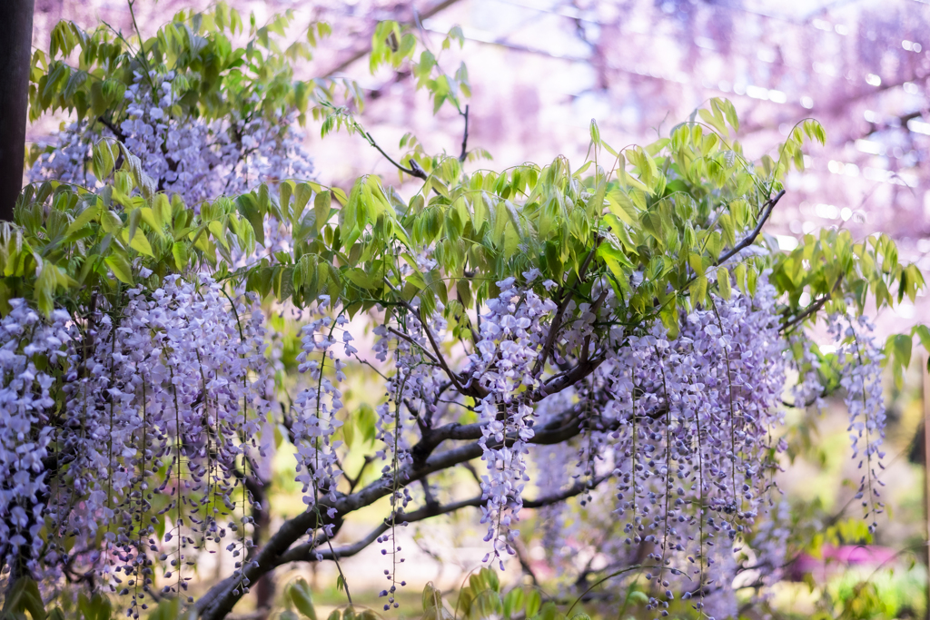 藤の花