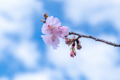 春の空と河津桜