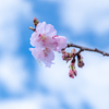 春の空と河津桜