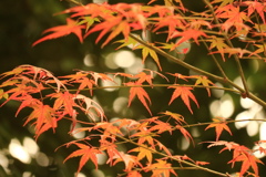 立神峡　紅葉の始まり