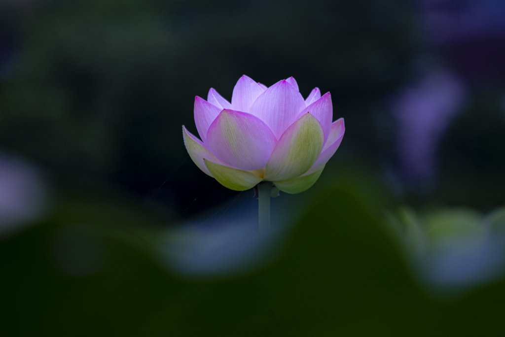 蓮根畑で咲く花