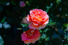 リフレクションのような薔薇