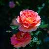 リフレクションのような薔薇