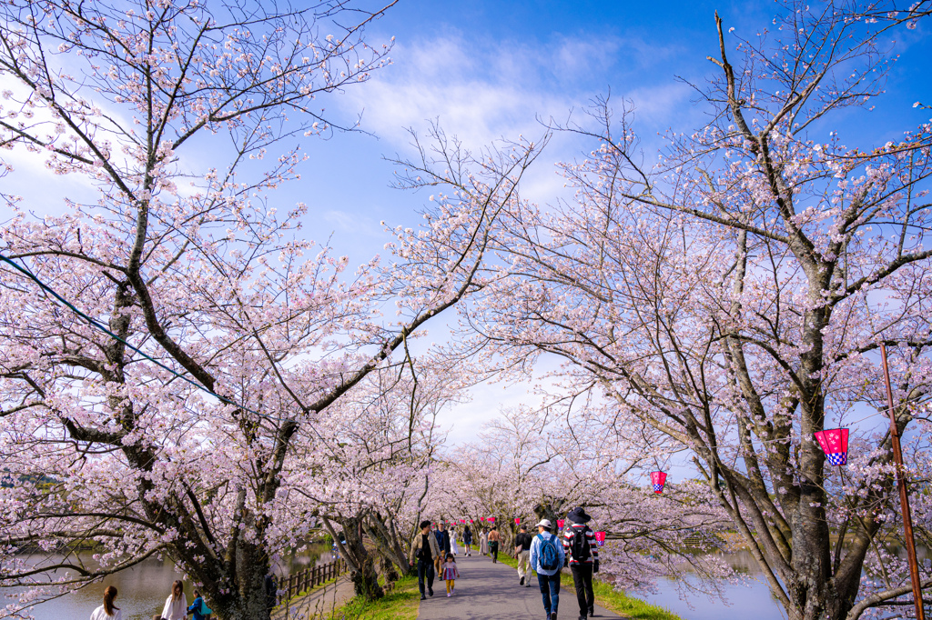 満開の桜並木で