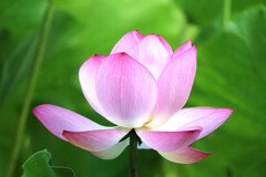清らかに
