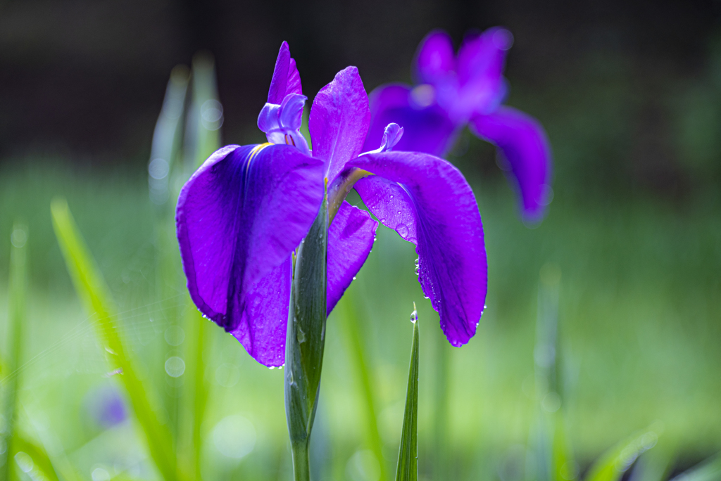 雨上がりの花菖蒲