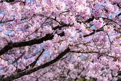 満開の桜の木の下で