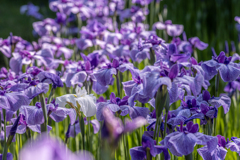 満開の菖蒲園
