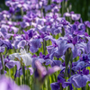 満開の菖蒲園