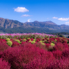 コキアと阿蘇五岳と秋の空