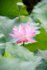 蓮の花
