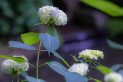 色付き始めた紫陽花