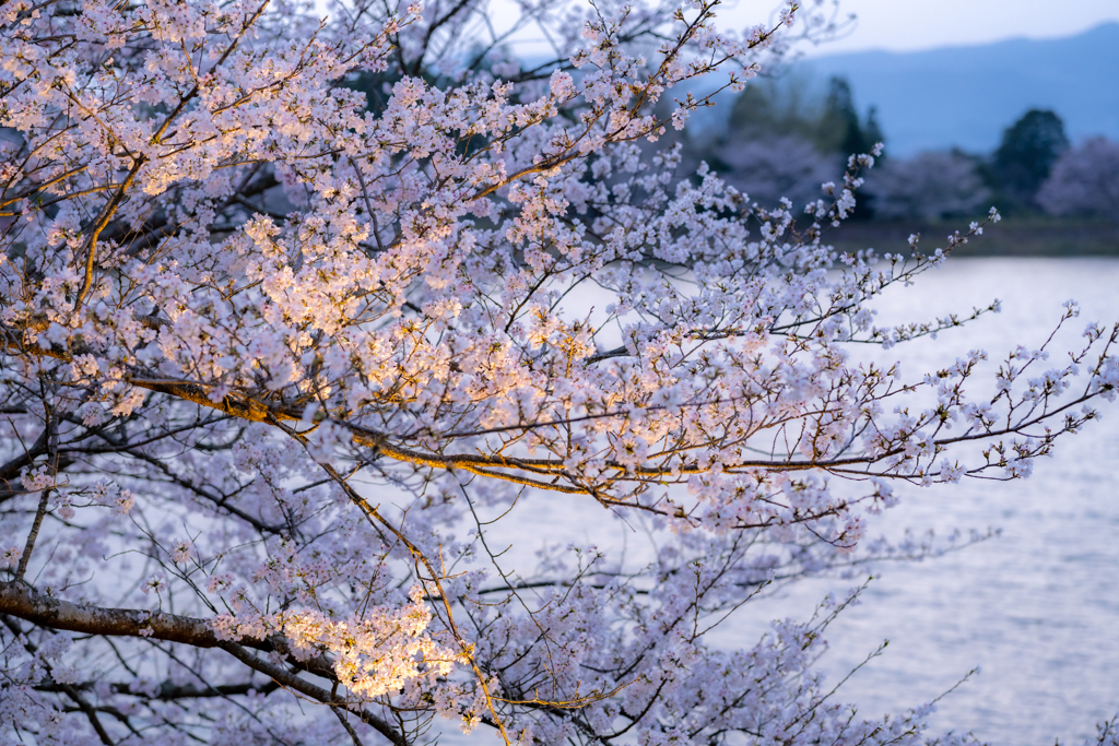 水辺に揺れる桜