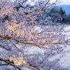 水辺に揺れる桜