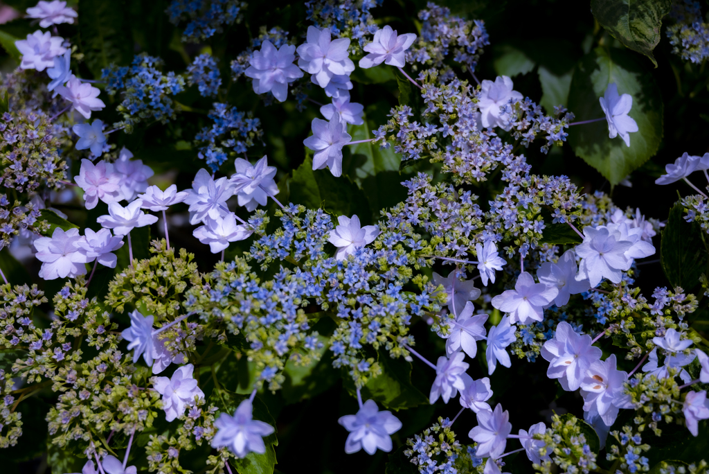 彩り紫陽花