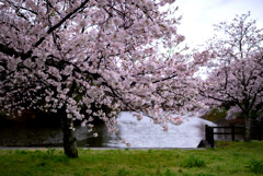 水辺の桜