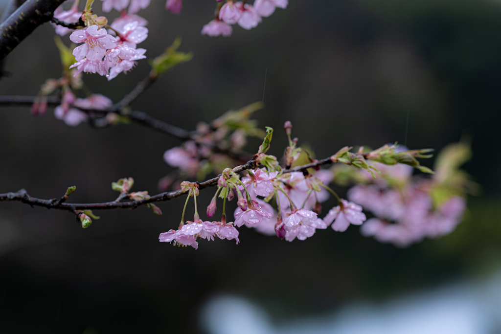 春の雨に濡れる河津桜