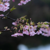 春の雨に濡れる河津桜