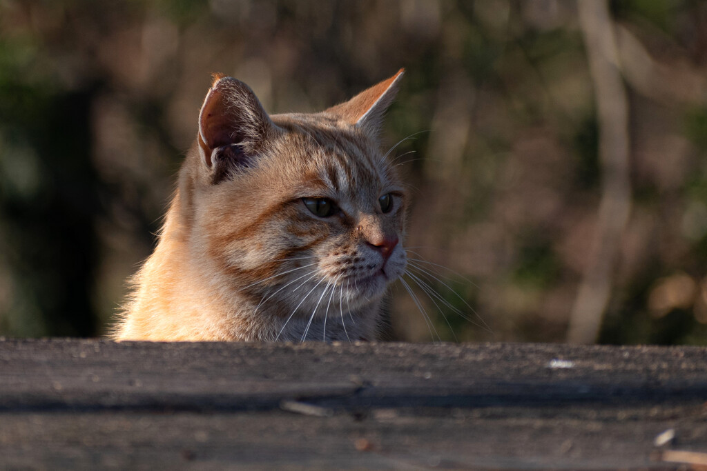 公園の猫～新人？