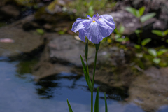 庭園の花菖蒲