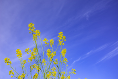 青空に輝く菜の花