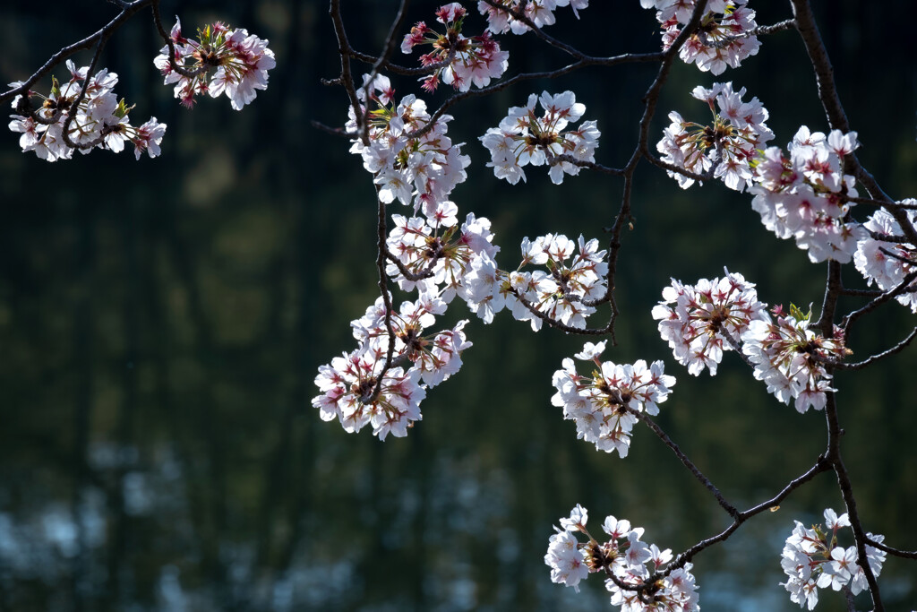 桜の手鞠たち