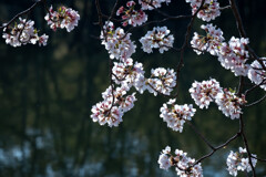 桜の手鞠たち