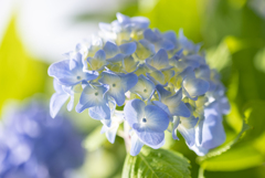 梅雨入り前の紫陽花