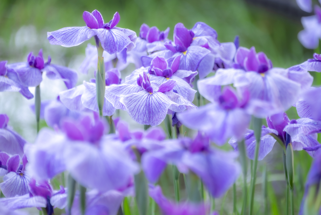 公園の花菖蒲