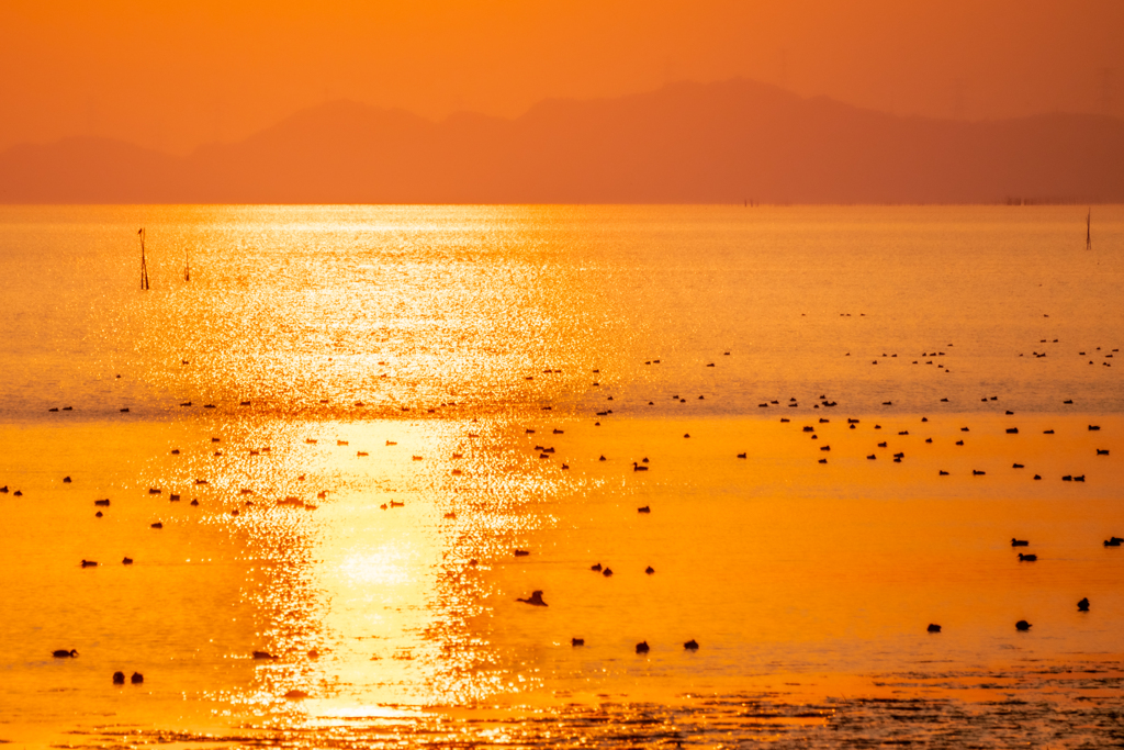 キラキラ海と水鳥たち