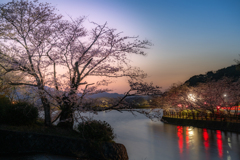 夕暮れに輝く桜