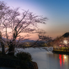 夕暮れに輝く桜