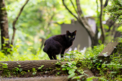 新緑の中の黒猫