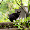 新緑の中の黒猫