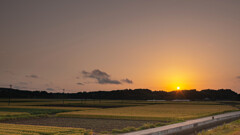 通勤途上の夕日～豊穣の麦畑