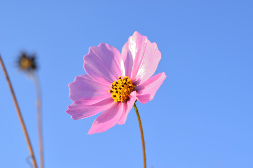 今年最後のコスモス