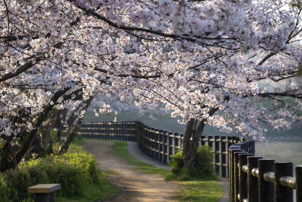 桜の散歩道