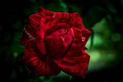 ローズフェスタの薔薇