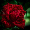 ローズフェスタの薔薇
