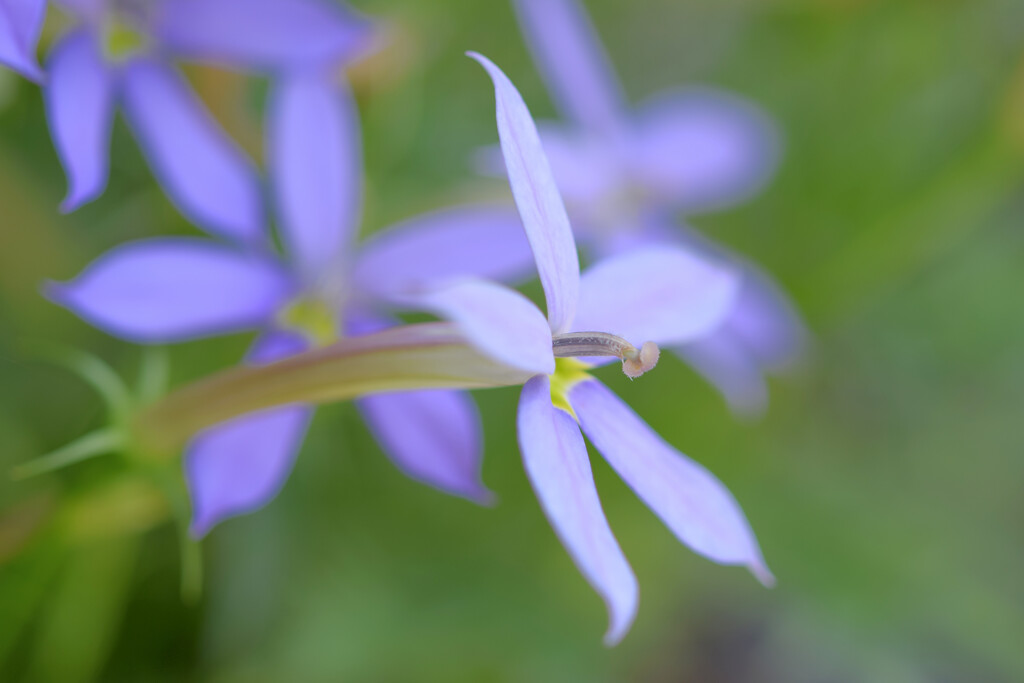 庭に咲く草花3