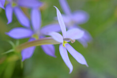 庭に咲く草花3