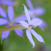 庭に咲く草花3