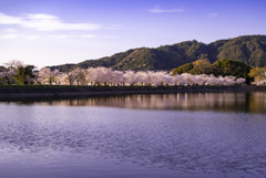 桜並木