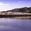 桜並木