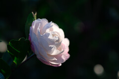 山茶花