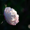 山茶花
